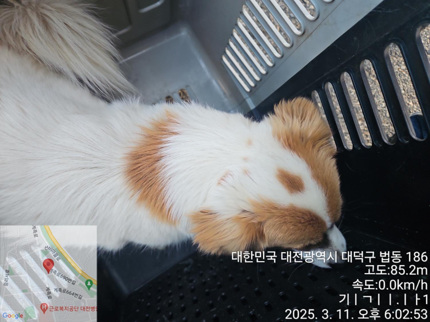 대전동물보호센터_430368202500037