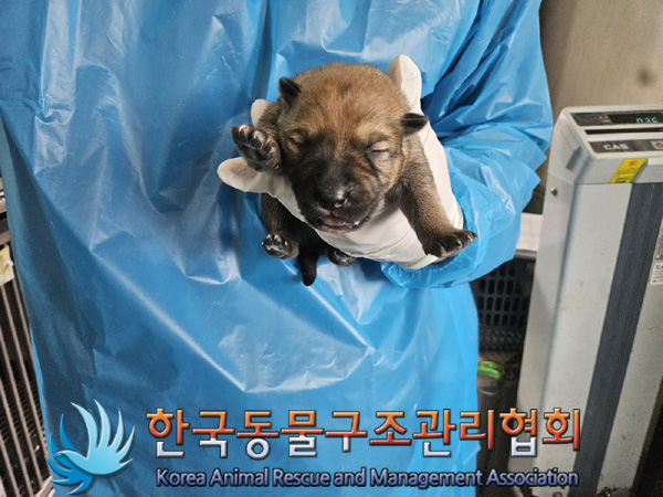 한국동물구조관리협회_441560202500238