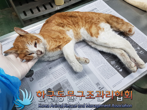 한국동물구조관리협회_411306202500166