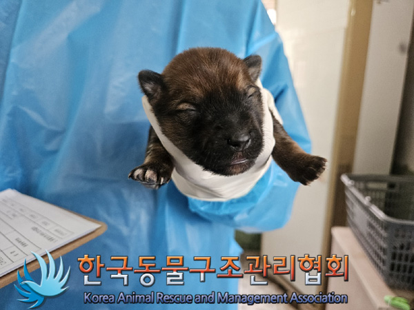 종료(안락사) 믹스…