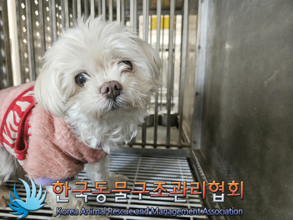 한국동물구조관리협회_441382202500063