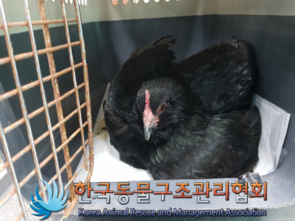 한국동물구조관리협회_441559202500162
