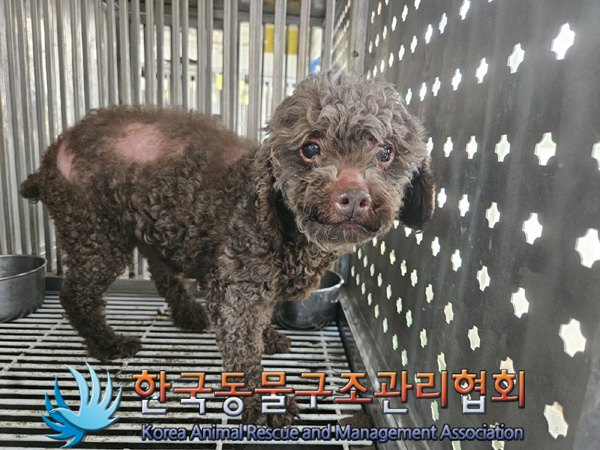 한국동물구조관리협회_441559202500161