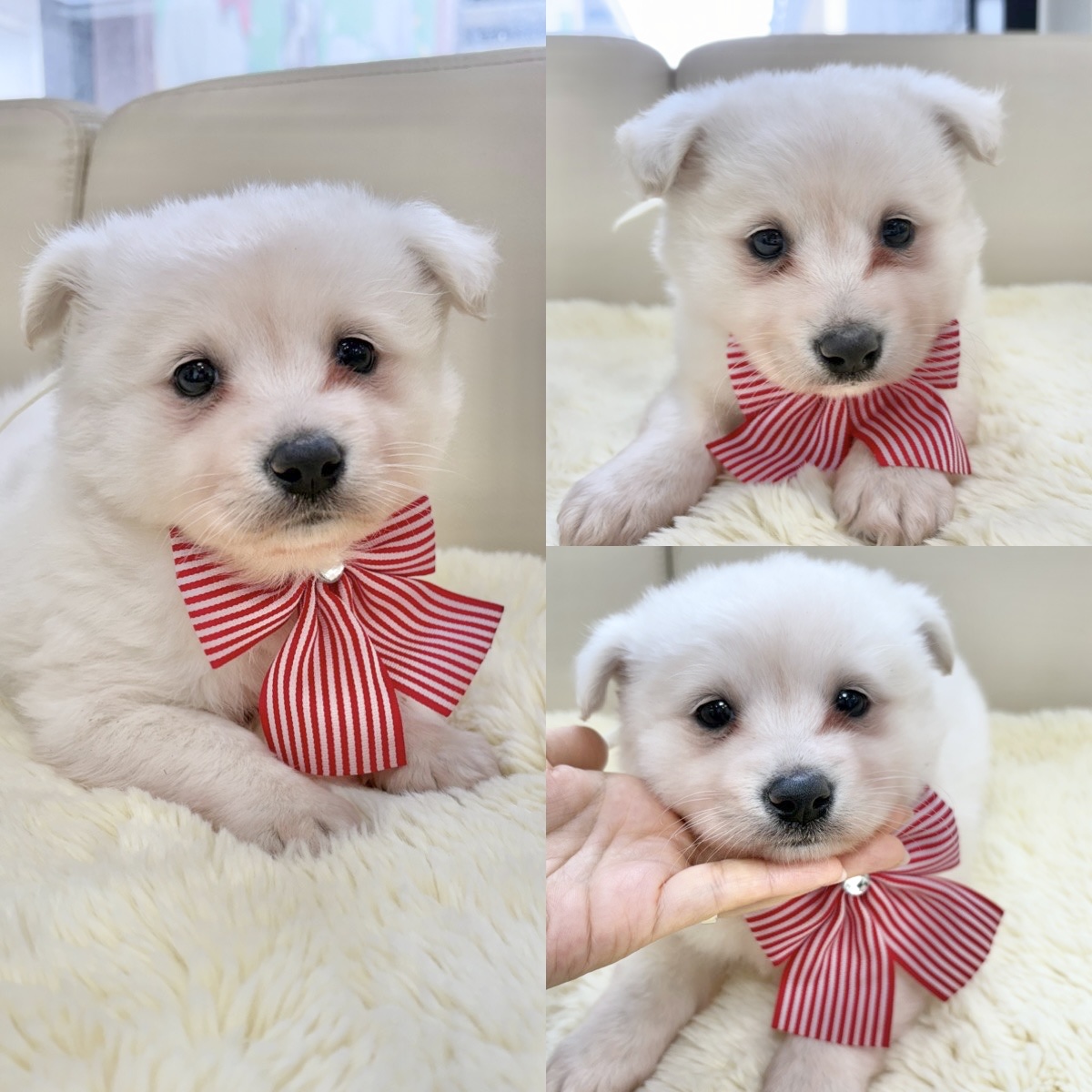경주동물사랑보호센터_447505202500199