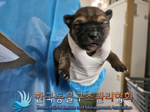 한국동물구조관리협회_441560202500239