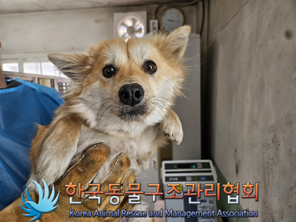 한국동물구조관리협회_441560202500236