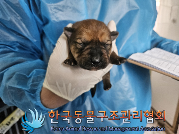 한국동물구조관리협회_441560202500237