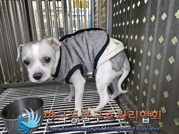 한국동물구조관리협회_441382202500064