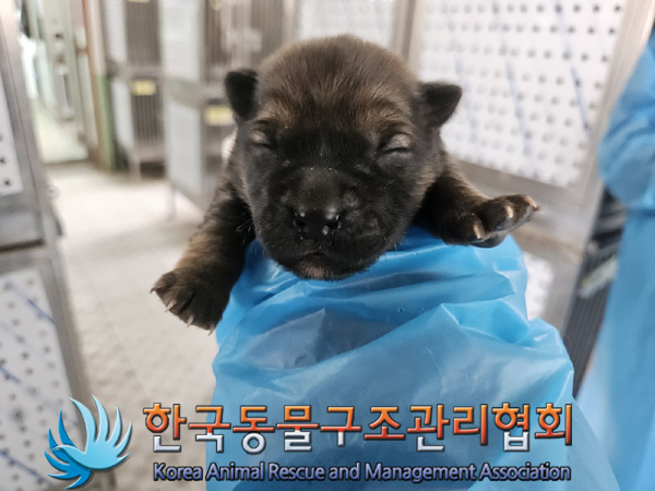 종료(안락사) 믹스…