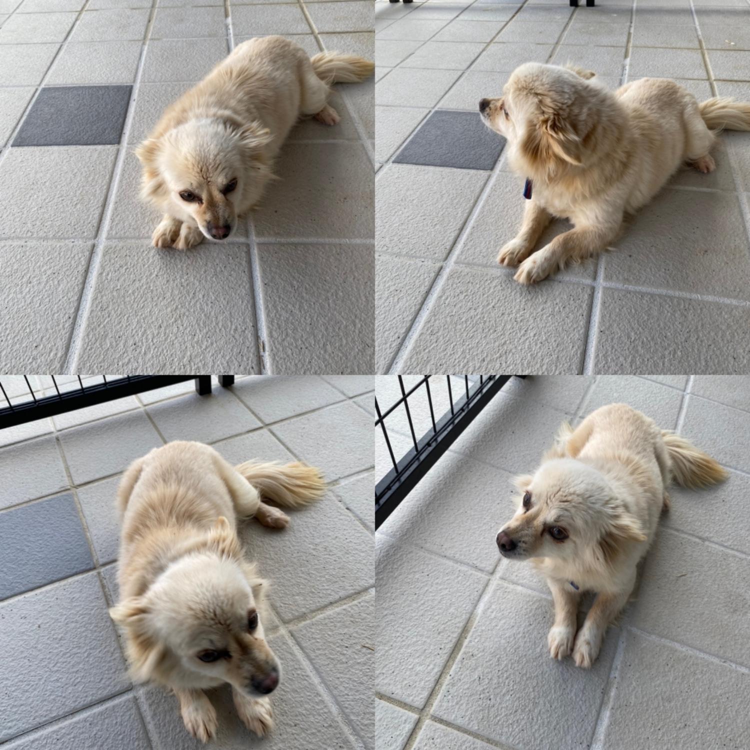 구미시 동물보호센터_447508202500240