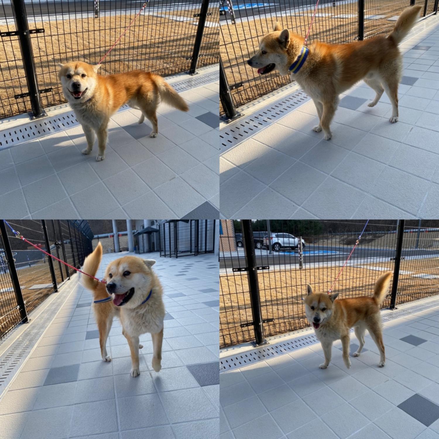 구미시 동물보호센터_447508202500184