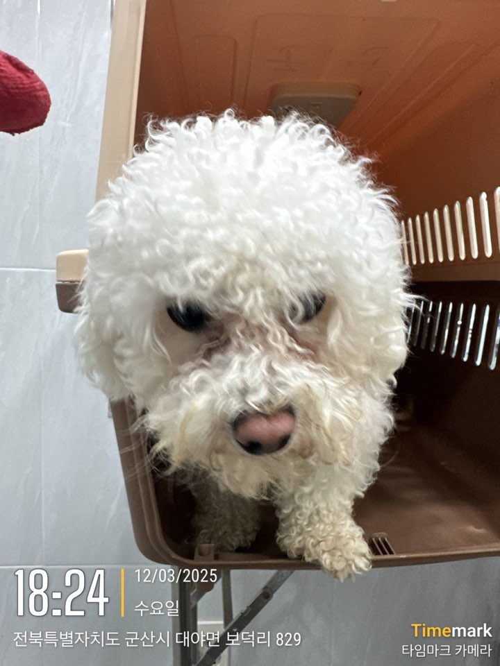 군산유기동물보호센터_445467202500232