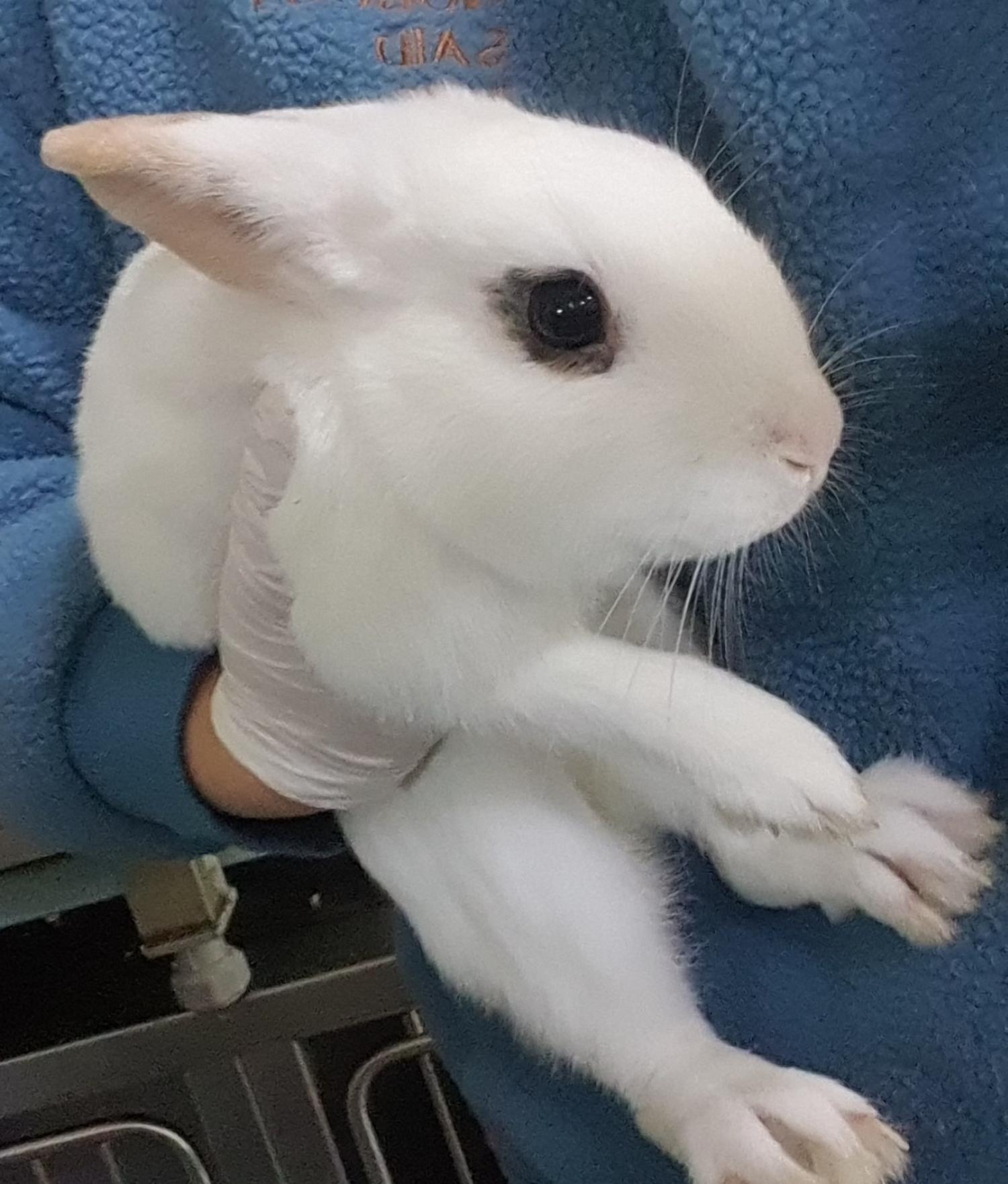 인천광역시수의사회_428351202500051