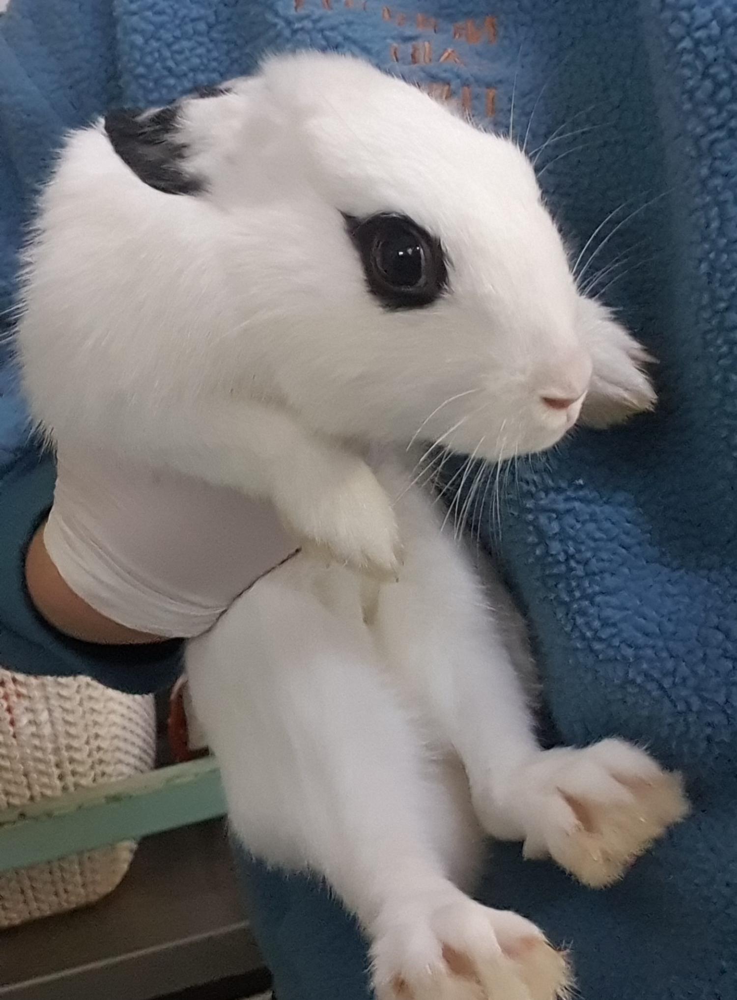 인천광역시수의사회_428351202500050