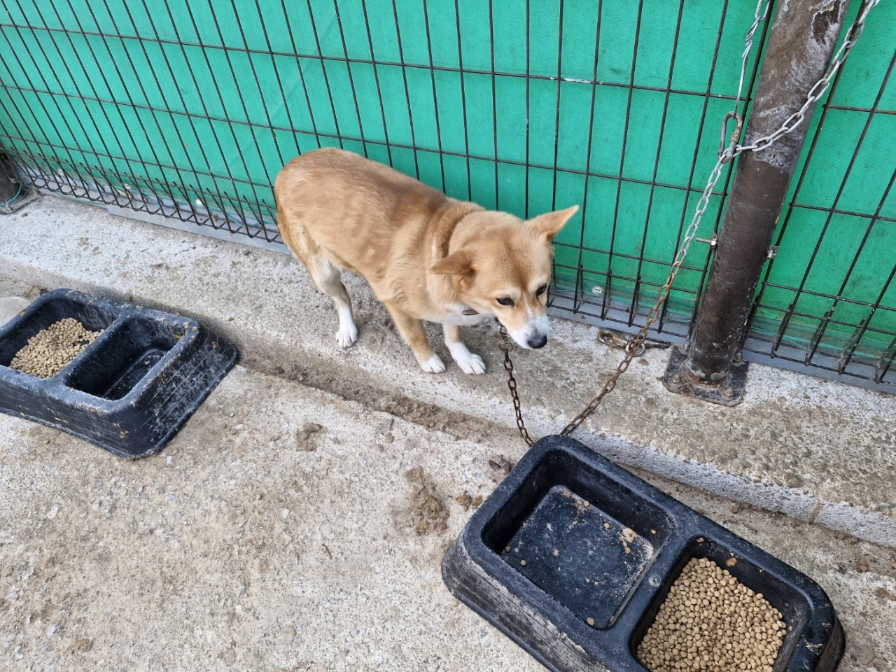 산청동물보호센터_448545202500178