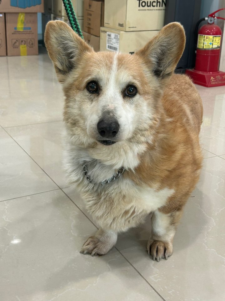 반려동물보호센터_443571202500368