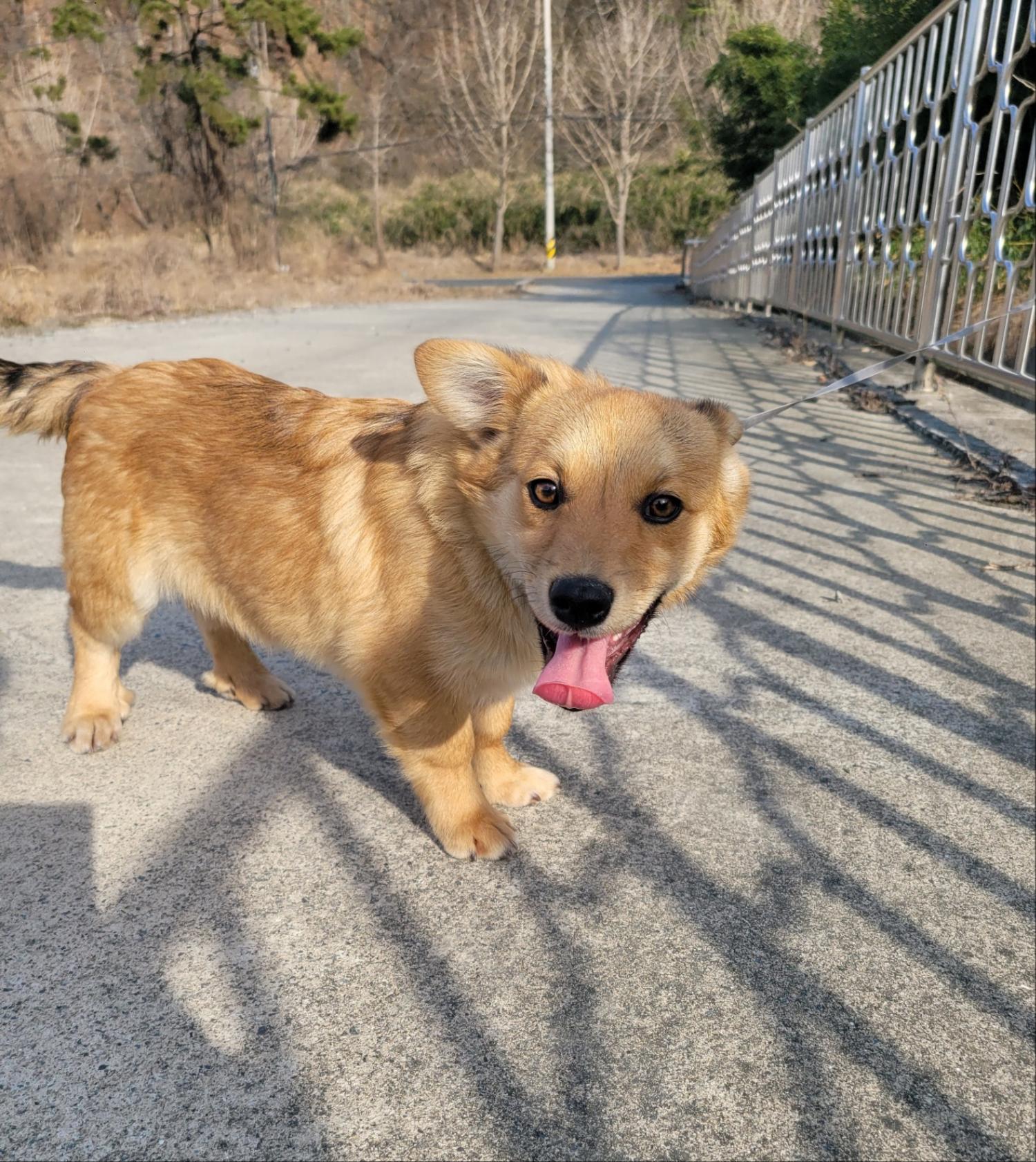 울산유기동물보호센터_431370202500045