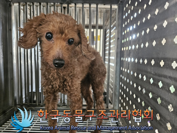 한국동물구조관리협회_441392202500036