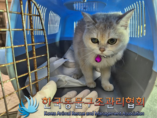 종료(입양) 브리티…