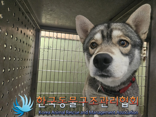 한국동물구조관리협회_441406202500156