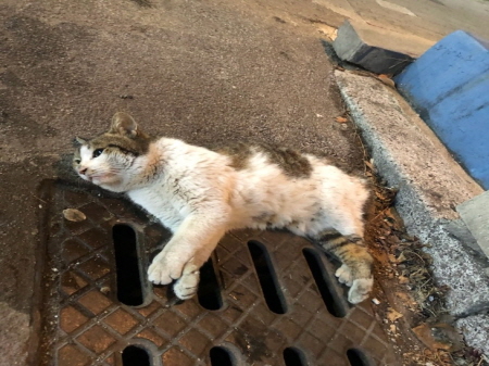 종료(자연사) 한국…