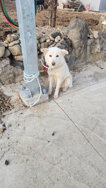 익산유기동물보호소_445468202500530