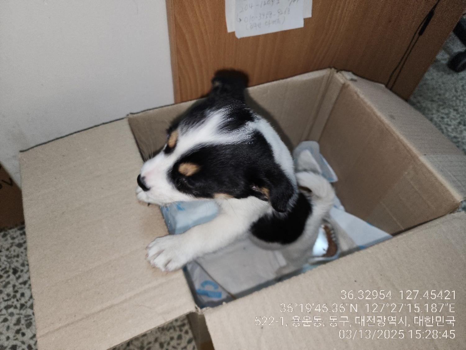 종료(입양) 믹스견…