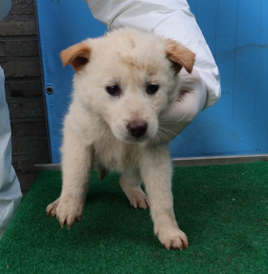 제주 동물보호센터_450650202500566