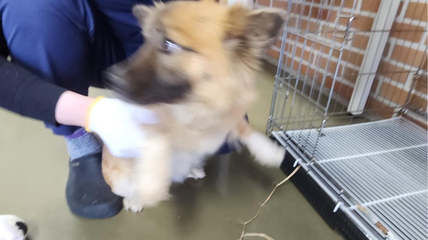 대전동물보호센터_430364202500048