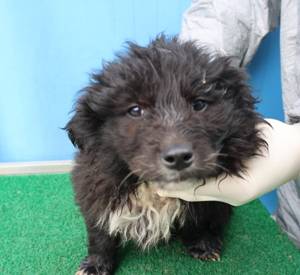 제주 동물보호센터_450650202500563