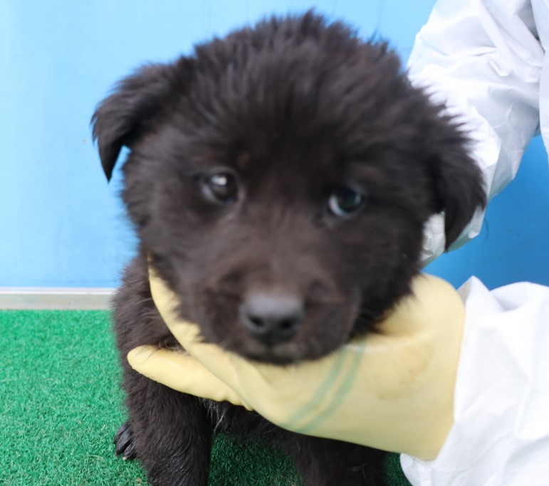 제주 동물보호센터_450650202500564