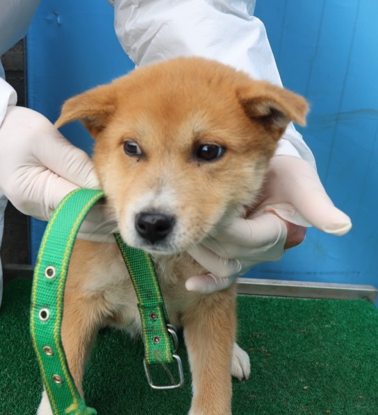 제주 동물보호센터_450650202500574