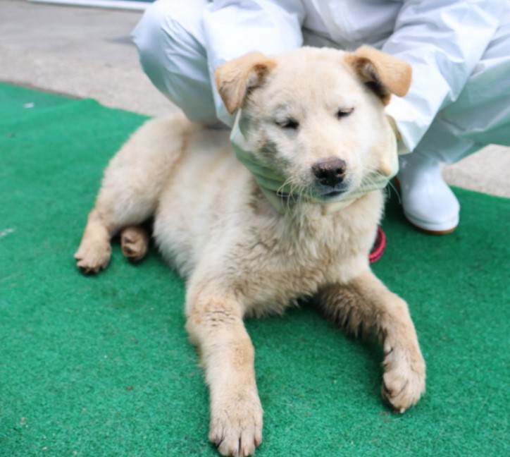 제주 동물보호센터_450650202500568