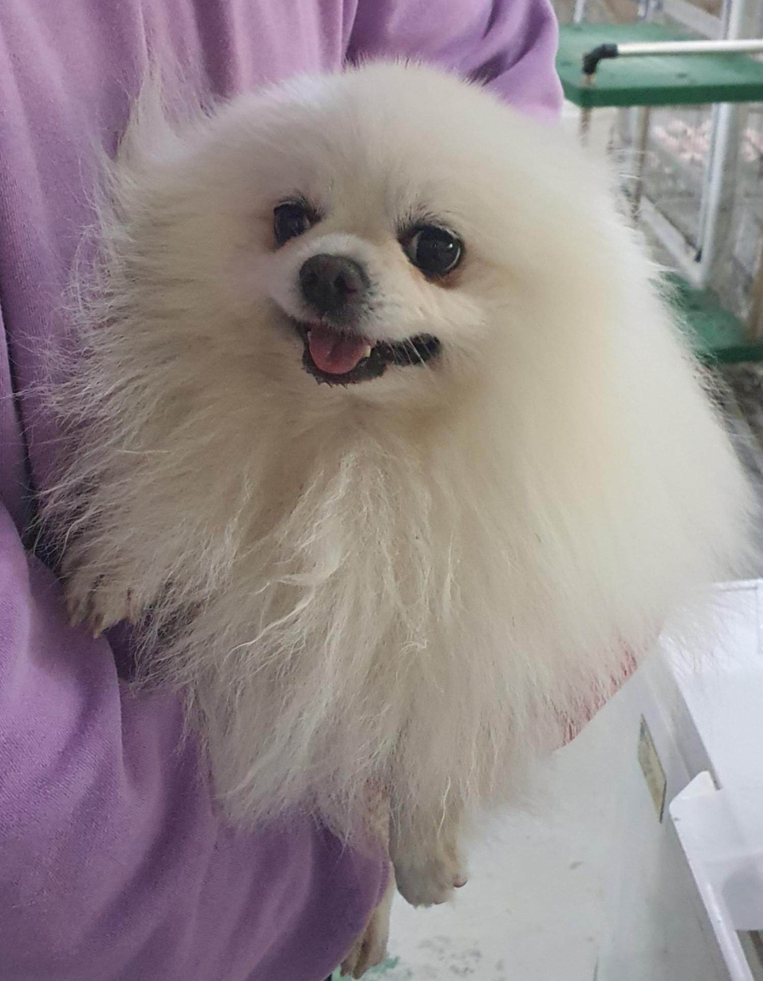 인천광역시수의사회_428353202500127
