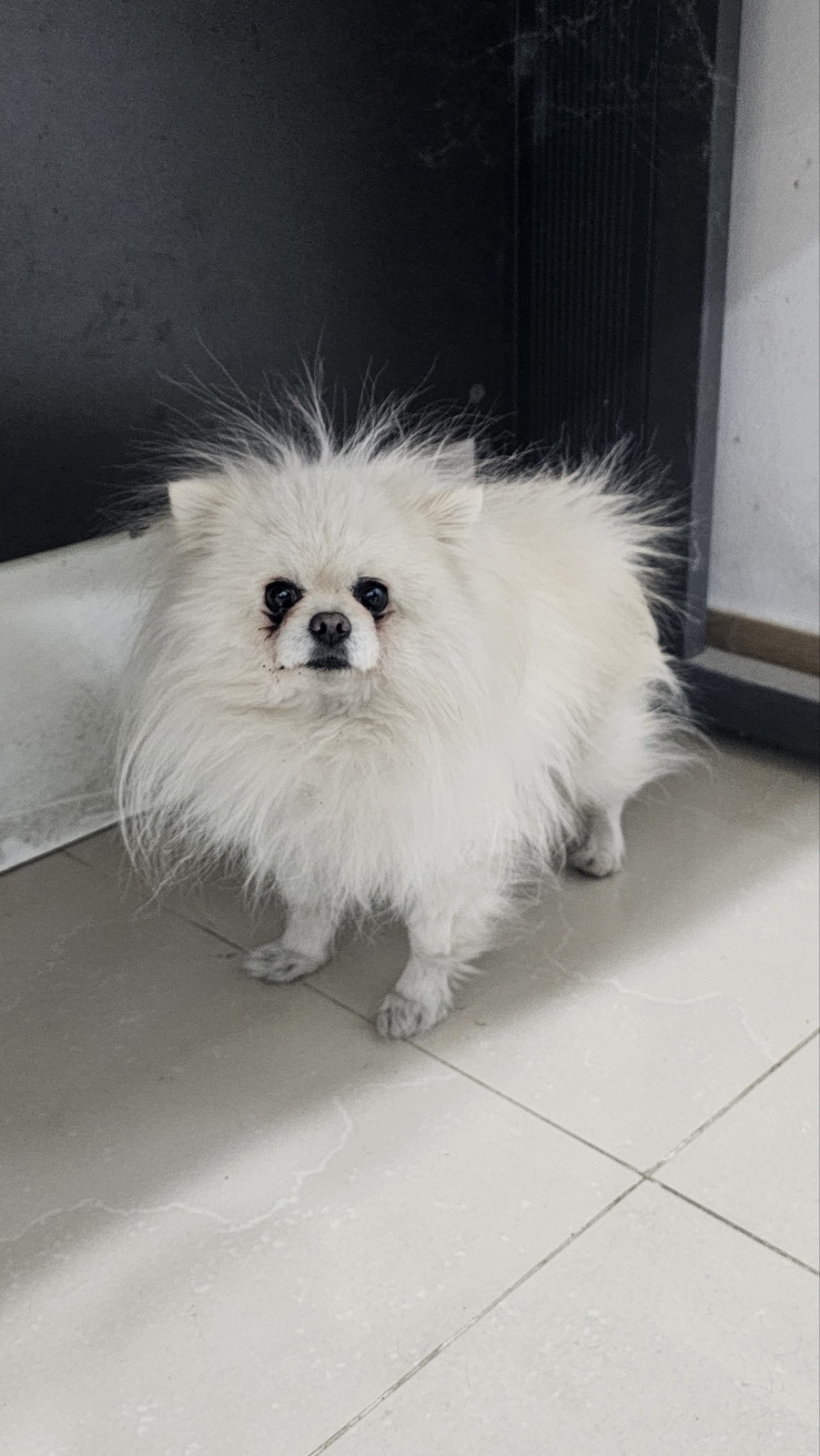반려동물보호센터_443571202500414