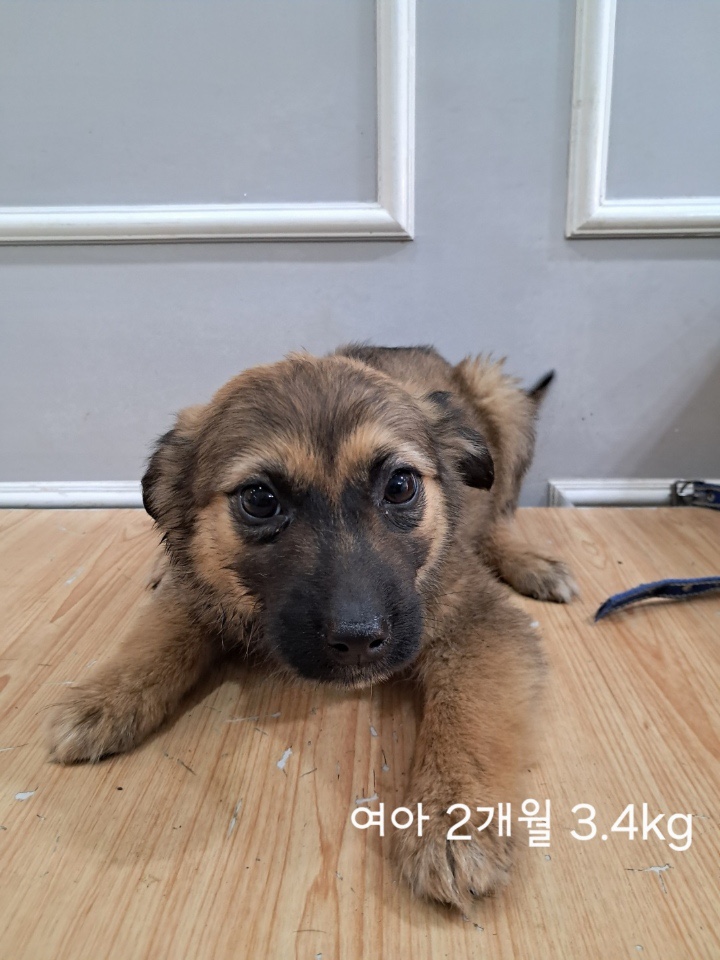 옥천동물병원_443443202500178