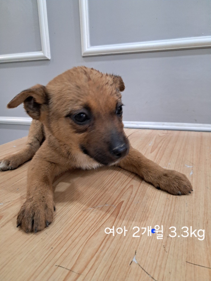 종료(자연사) 믹스…