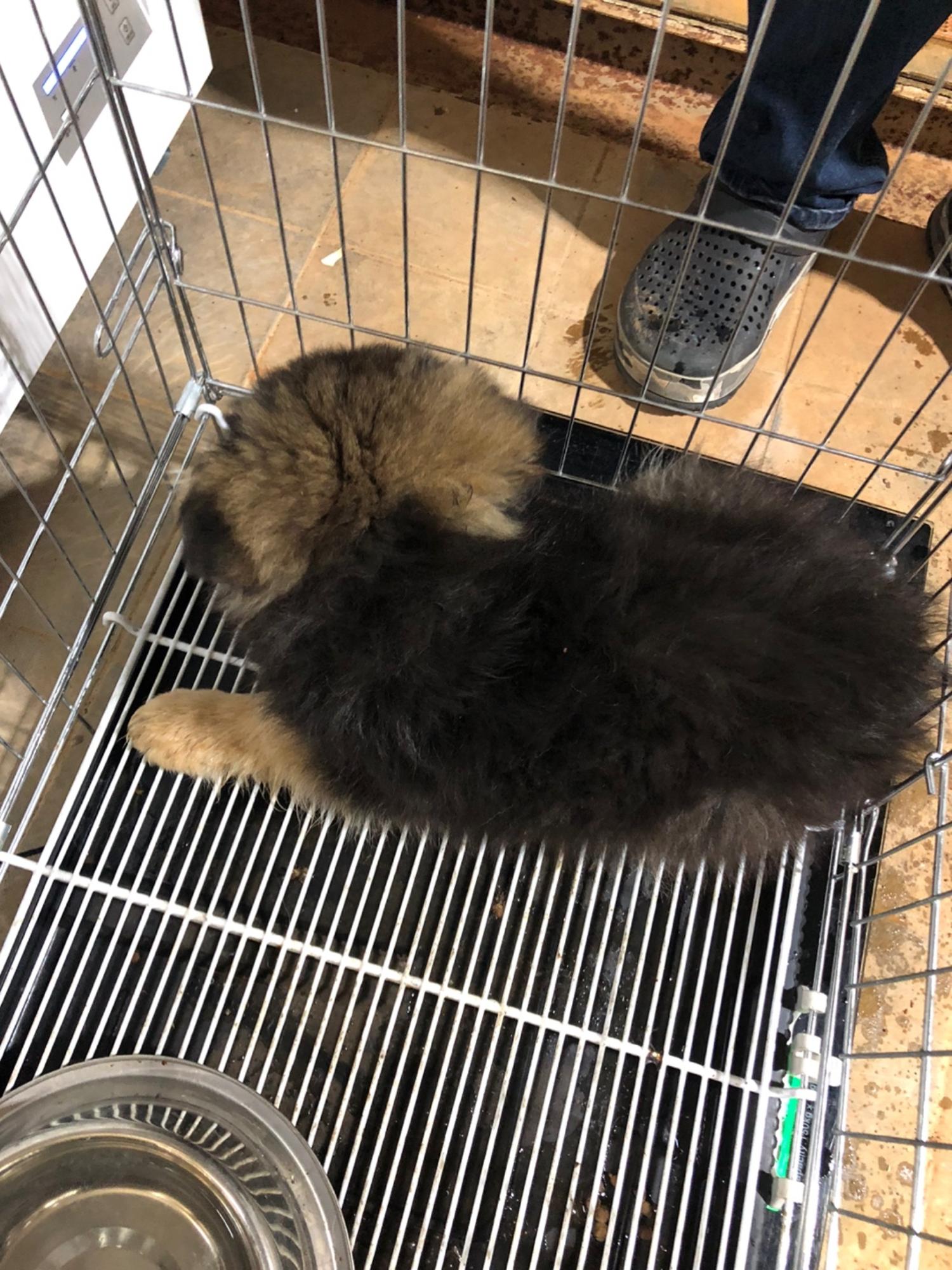 디디동물병원_428357202500157
