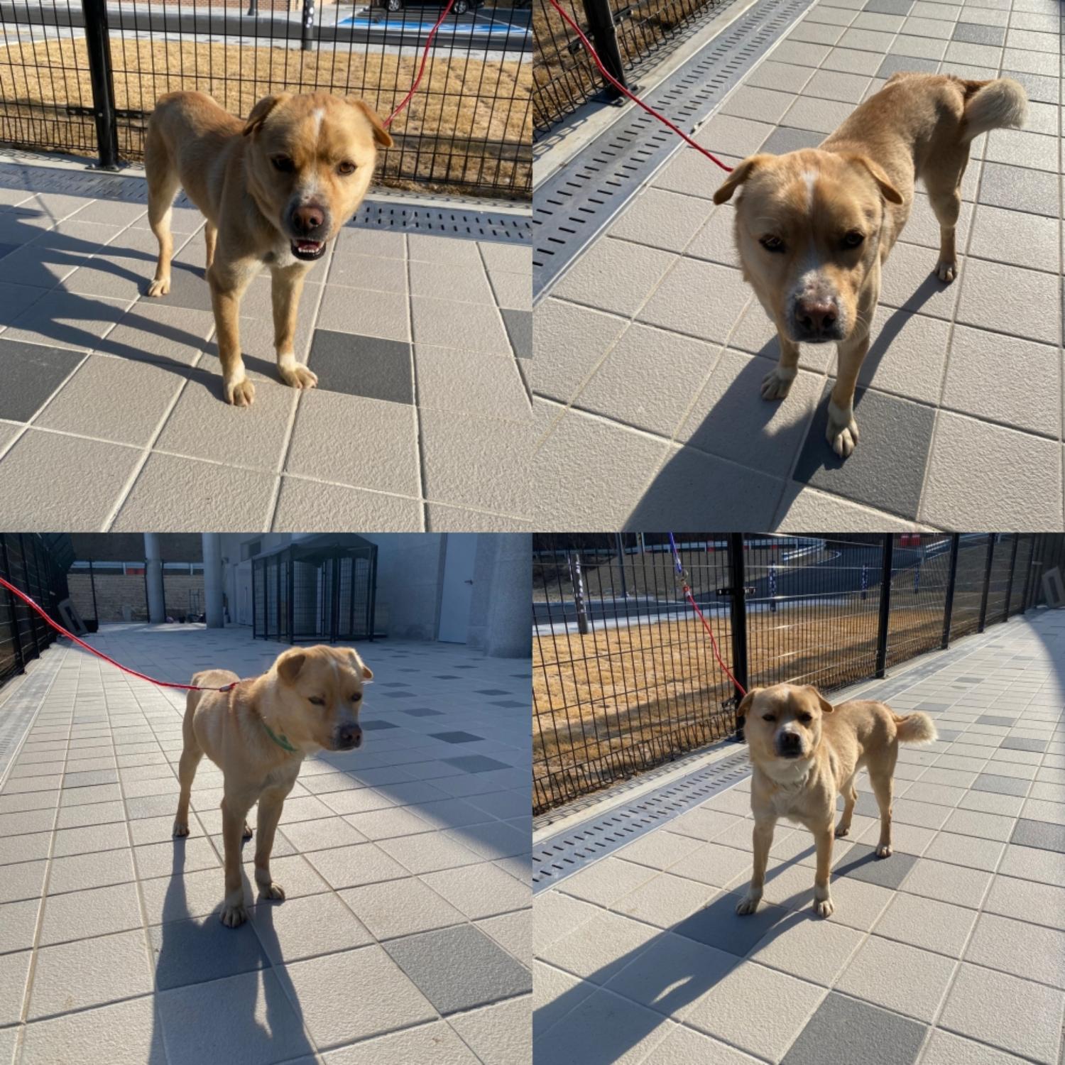 구미시 동물보호센터_447508202500305
