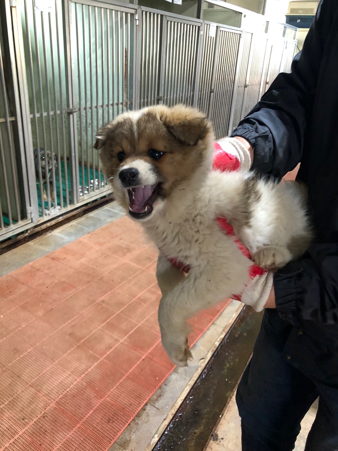 디디동물병원_428357202500159