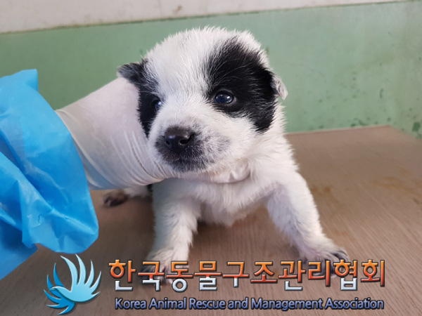 한국동물구조관리협회_441409202500294