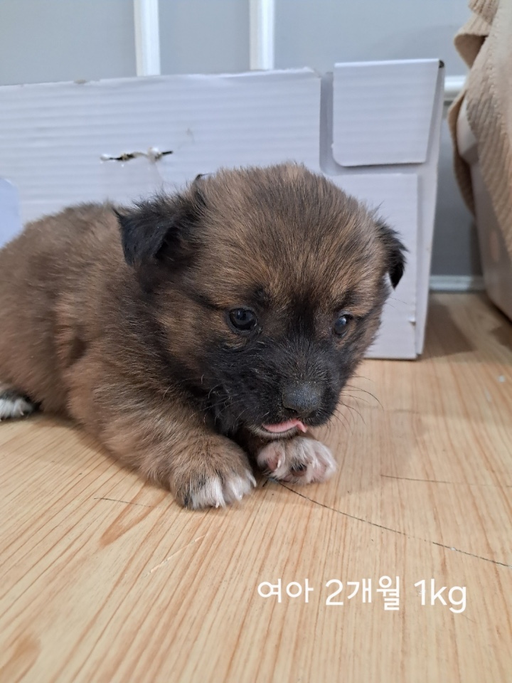 옥천동물병원_443443202500183