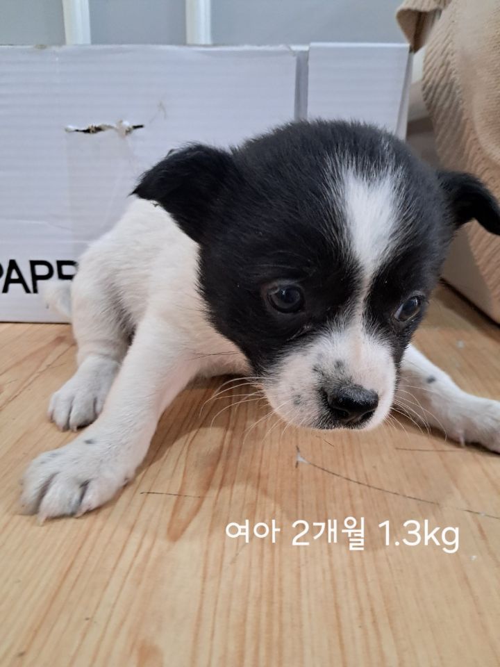 옥천동물병원_443443202500184