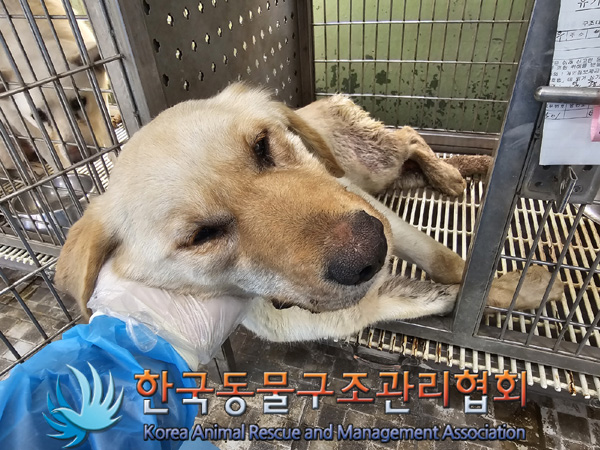 종료(입양) 골든 …
