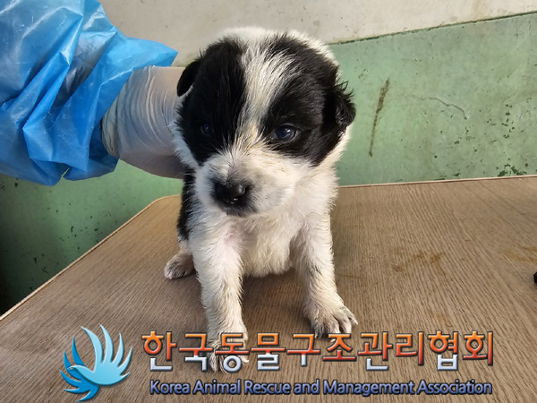 한국동물구조관리협회_441409202500298