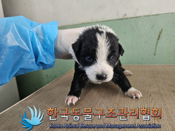 종료(자연사) 믹스…