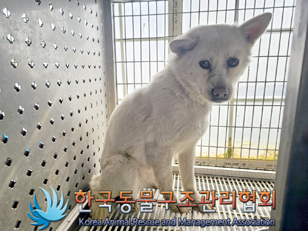 종료(안락사) 믹스…
