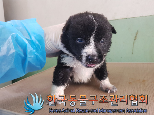 한국동물구조관리협회_441409202500295