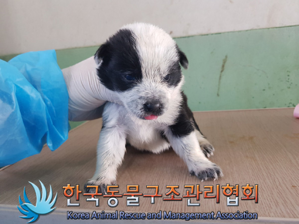 한국동물구조관리협회_441409202500296