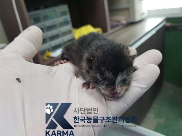 한국동물구조관리협회_411300202500026